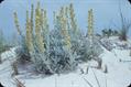 Artemisia stelleriana